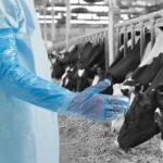 Polüetüleenist pikad ühekordsed kindad Polyco GL2950 sinised, kotis, L (100 tk) - Image 3